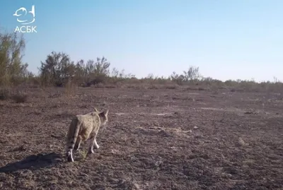 Степные коты попали в объективы фотоловушек в Казахстане