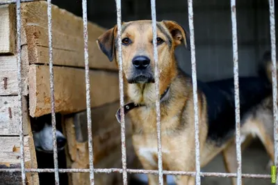 Зоозащитники об эвтаназии: идет наглое отмывание денег из госбюджетаЭксклюзив