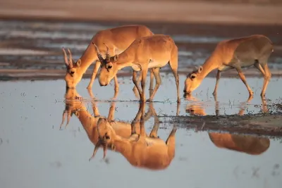 Массовый падеж сайгаков зафиксирован на западе Казахстана