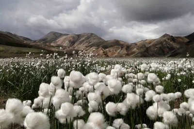 Издержки в хлопковой промышленности оказались выше на 700 млн тг.