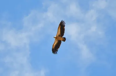 Почему символ независимости оказался на грани исчезновения?