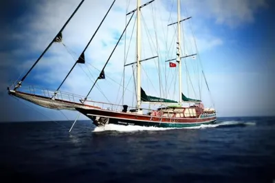 Моряк, оставшийся в открытом море, был спасен чайками