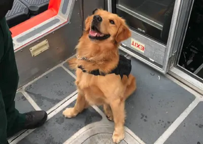 Пес получил передозировку экстази