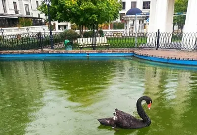 В Минэкологии прокомментировали содержание лебедя в одном из ЖК Алматы