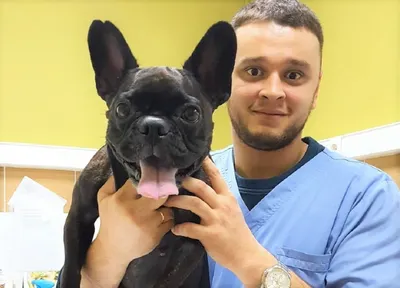 Ветеринар спасал животных от эвтаназии и может попасть в тюрьму