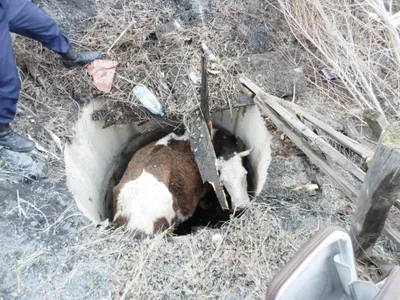 В Семее спасатели вызволили упавшую в колодец корову