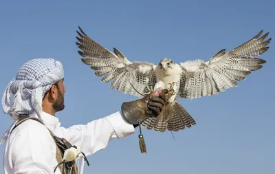 Арабским шейхам вновь разрешили охотиться на дроф в Казахстане