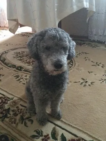 В Павлодаре потерялся знаменитый пудель оперной дивы Марии Мудряк