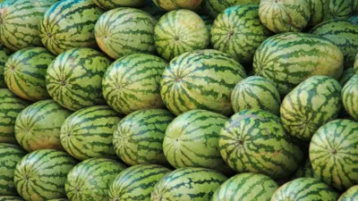 В Минсельхозе прокомментировали видео с зараженными арбузами