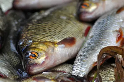 16 браконьеров арестовали в Туркестанской области