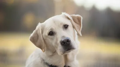 Окровавленного лабрадора спасли неравнодушные жители Усть-Каменогорска