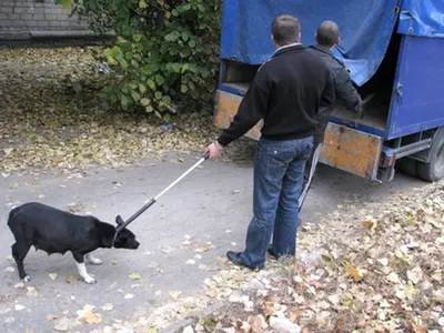 В Казахстане торговля собачьим мясом законодательно не запрещена — зоозащитники