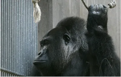 В американском зоопарке горилла 10 минут таскала ребенка