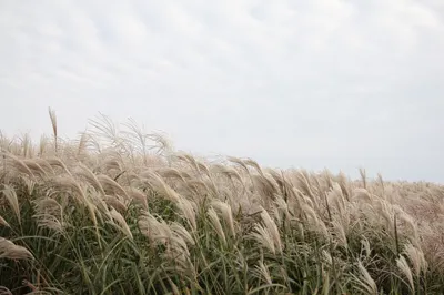 Холодный антициклон идет в Казахстан