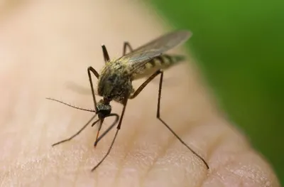 64-летний мужчина умер после укуса комара в США