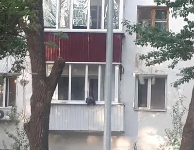 В МСХ РК рассказали, что делал медвежонок на балконе в центре Уральска