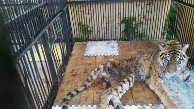 Руководство зоопарка Алматы не приняло решения о дальнейшей судьбе тигрицы Куралай