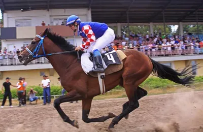 14 августа на ипподроме Алматы стартует 6-й скаковой день