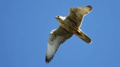 Граждане Катара пытались незаконно вывезти из Казахстана 29 соколов-балобанов