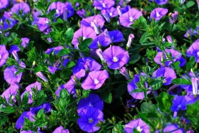 Японские ученые нашли способ, как продлить цветение растений