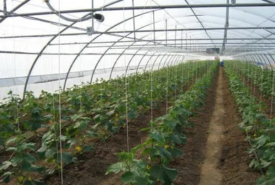 Казахстанские аграрии через 5 лет накормят странуЭксклюзив