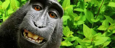 Фотографу отказали в авторских правах на обезьянье «селфи»