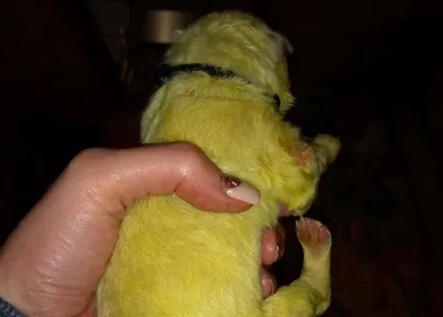 Щенок ярко-зеленого цвета родился в США