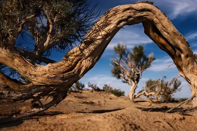 В Минэкологии озвучили беспокойство по санитарному состоянию саксаульников в Казахстане