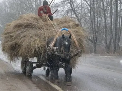 В России участника ДТП обязали возместить ущерб лошадью