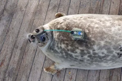 Резерв по сохранению популяции каспийских тюленей появится в Казахстане