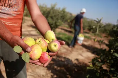 Французских фермеров парализовали санкции