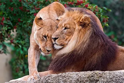 Ученые объяснили раннюю смерть самцов