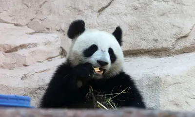 Онлайн-трансляцию жизни панд запустит Московский зоопарк