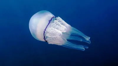 В британских водах обнаружили медузу размером с человека