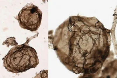 Открыты самые древние сложные организмы на Земле