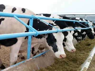 В селе Узынсу Павлодарской области из всех привитых коров заболела всего одна - Минсельхоз