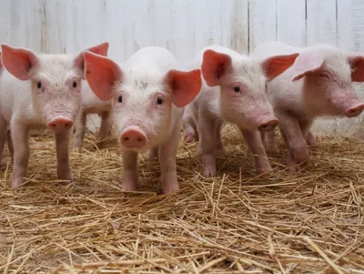 От африканской чумы свиней свободен Казахстан