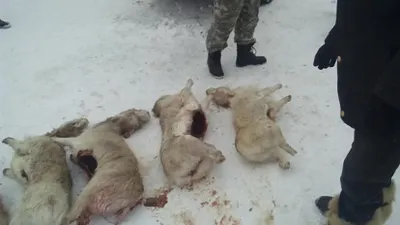 Больше 10 млн тенге охотники могут заплатить за убийство сайгаков (ФОТО)