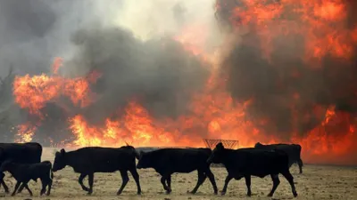 Более сотни голов скота погибло при пожаре в ЗКО