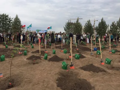 В столичном Ботаническом саду посадили 214 деревьев из Польши