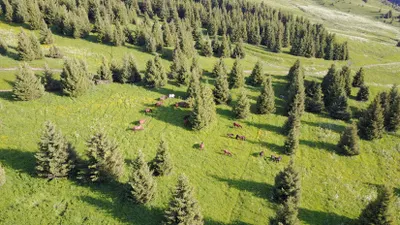 «Оптимизация» Кок-Жайлау: вырубят 111 деревьев вместо пяти тысяч