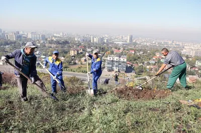 Яблони Сиверса и тюльпаны Назарбаева высадили на склоне Кок-Тобе