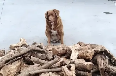 Собака возрастом 30 лет живет в Португалии