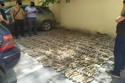 Свыше 840 рогов сайгака пытались вывезти из Казахстана в Китай