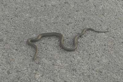 Актаусцев напугала змея на оживленной улице