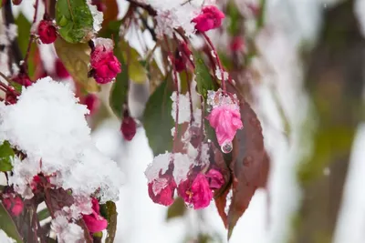 Дожди и снег пройдут на юго-востоке Казахстана