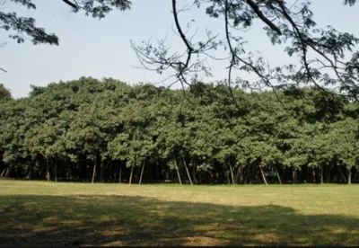 В Индии за полдня посадили 66 миллионов деревьев