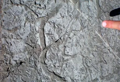 Жизнь на Земле развилась благодаря червям?