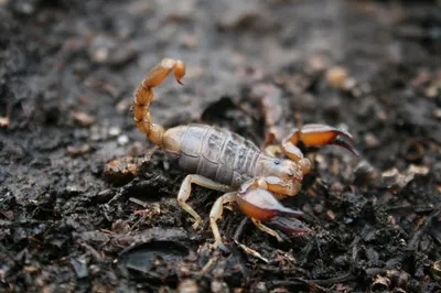 Еще трое человек пострадали от скорпионов в Мангистауской области