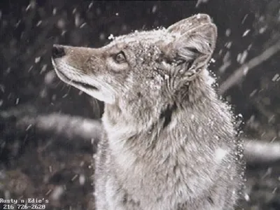 Полиция разыскивает авторов жестокого видеоролика